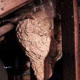 A large empty wasp nest attached to the joists of a roof