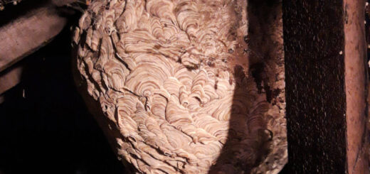 A large empty wasp nest attached to the joists of a roof