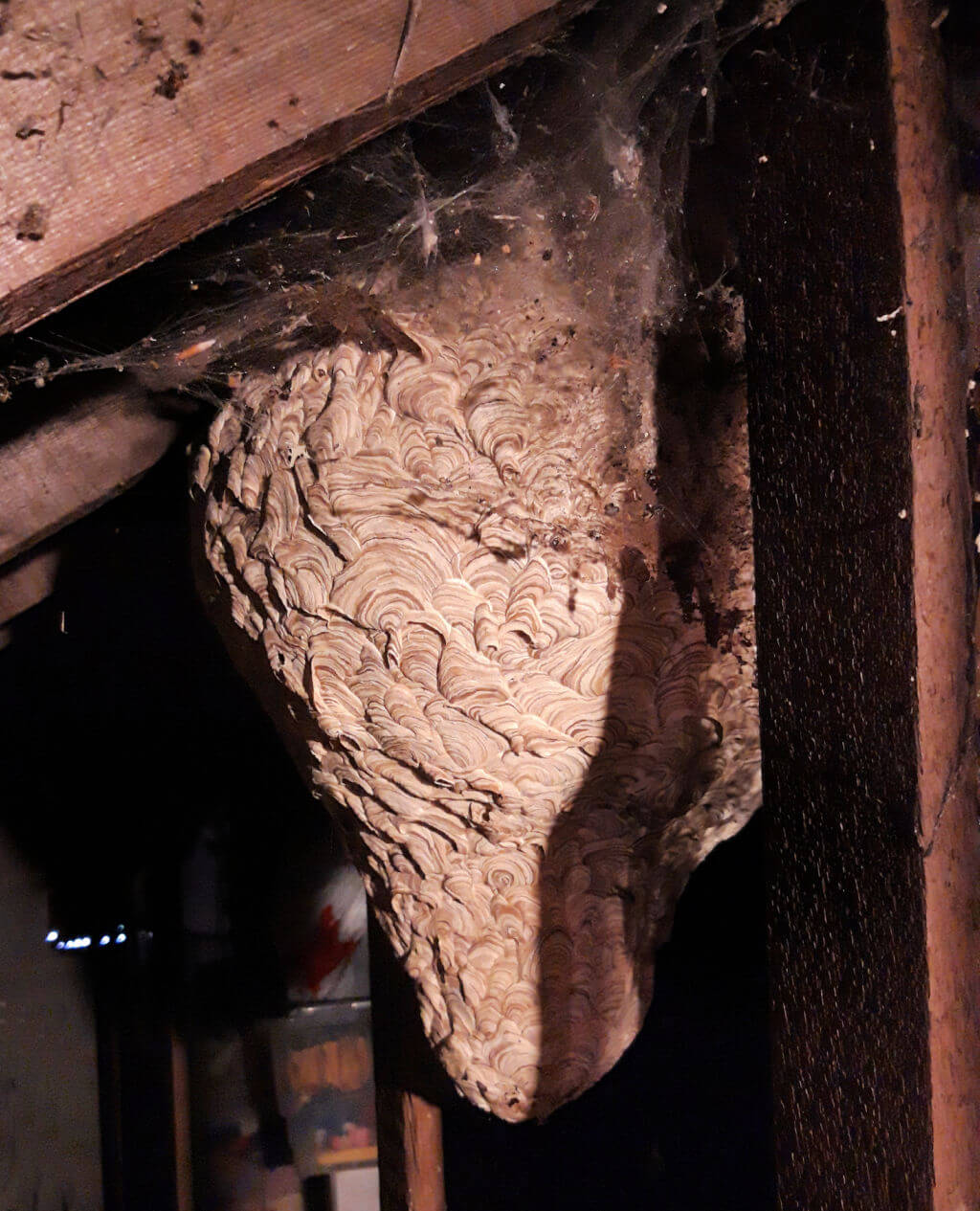A large empty wasp nest attached to the joists of a roof