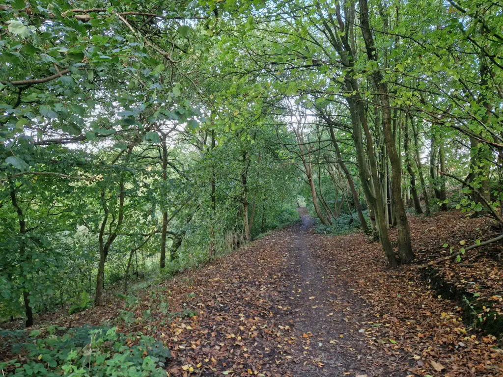 A leafy path through a woodland. The path falls away to the left