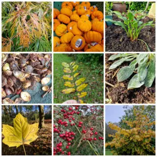 A collage of autumn leaves on various plants
