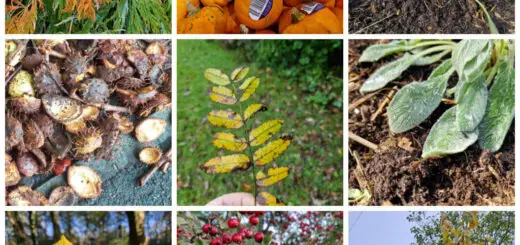 A collage of autumn leaves on various plants