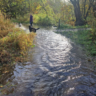 A flooded footpath with a lady and three dogs walking through the water