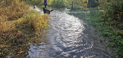 A flooded footpath with a lady and three dogs walking through the water