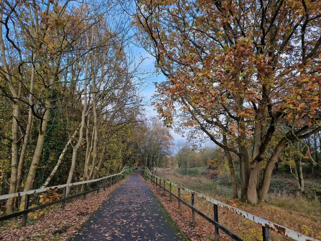 Autumn leaves on a cycle path between trees