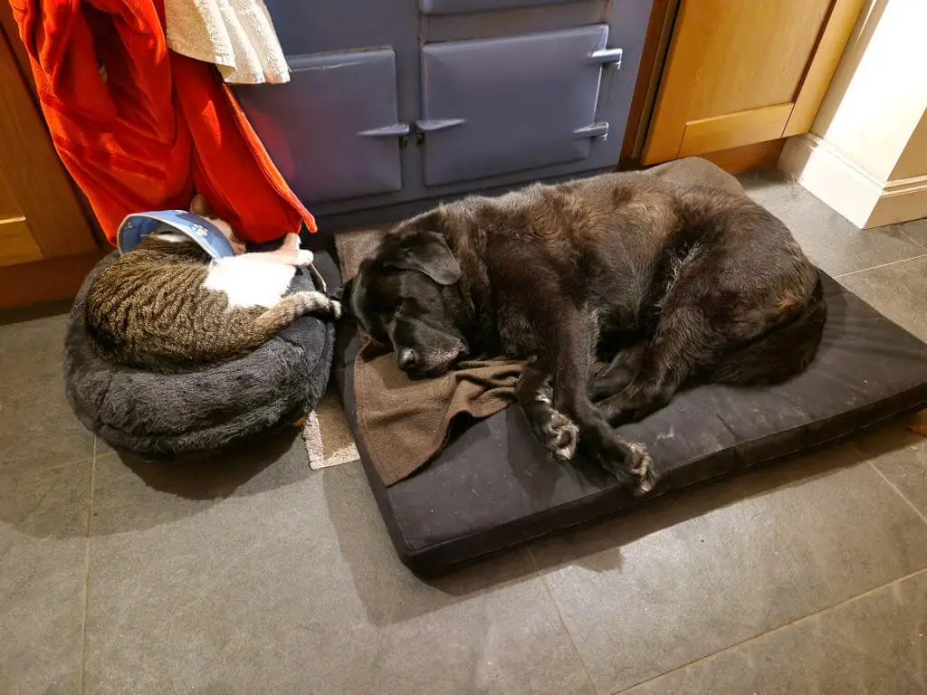A black cat and a tabby and white cat lying on separate pet beds in front of a blue Aga
