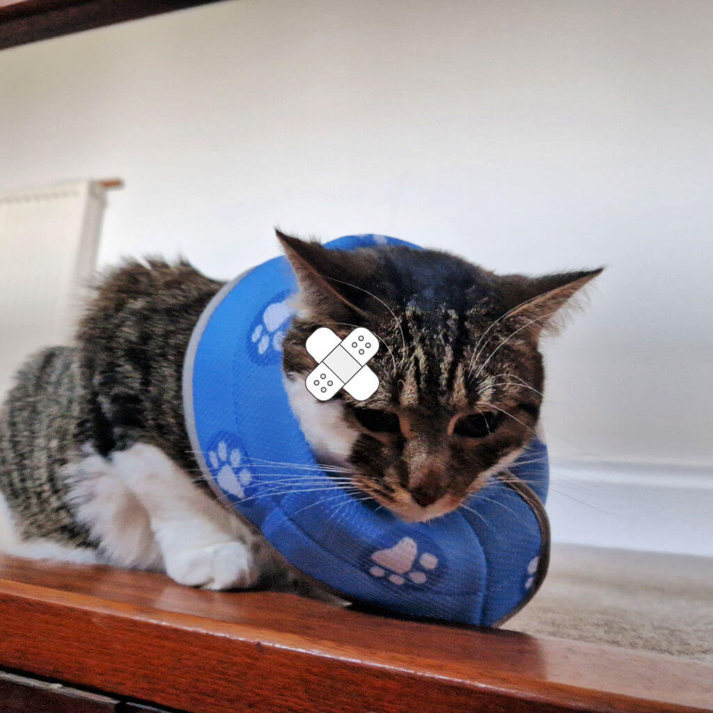 A tabby and white cat wearing a soft blue collar folded back for her comfort