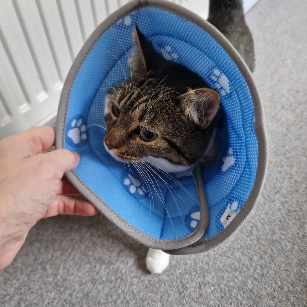 A tabby and white cat wearing a soft blue collar folded up to show how it stops her scratching her head