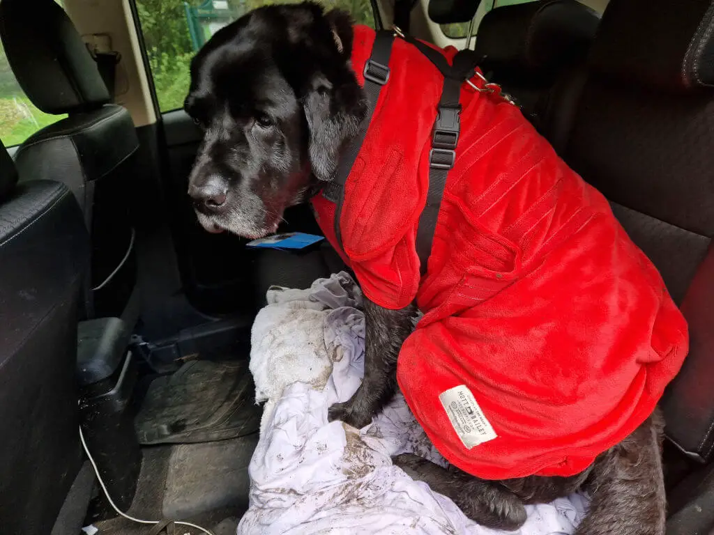 A black dog sitting in the back of a car wearing a red towel coat. The dog is wearing a safety harness