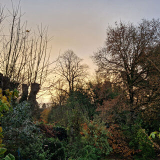 Sunrise above autumn trees which have lost many of their leaves