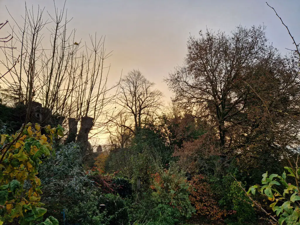 Sunrise above autumn trees which have lost many of their leaves