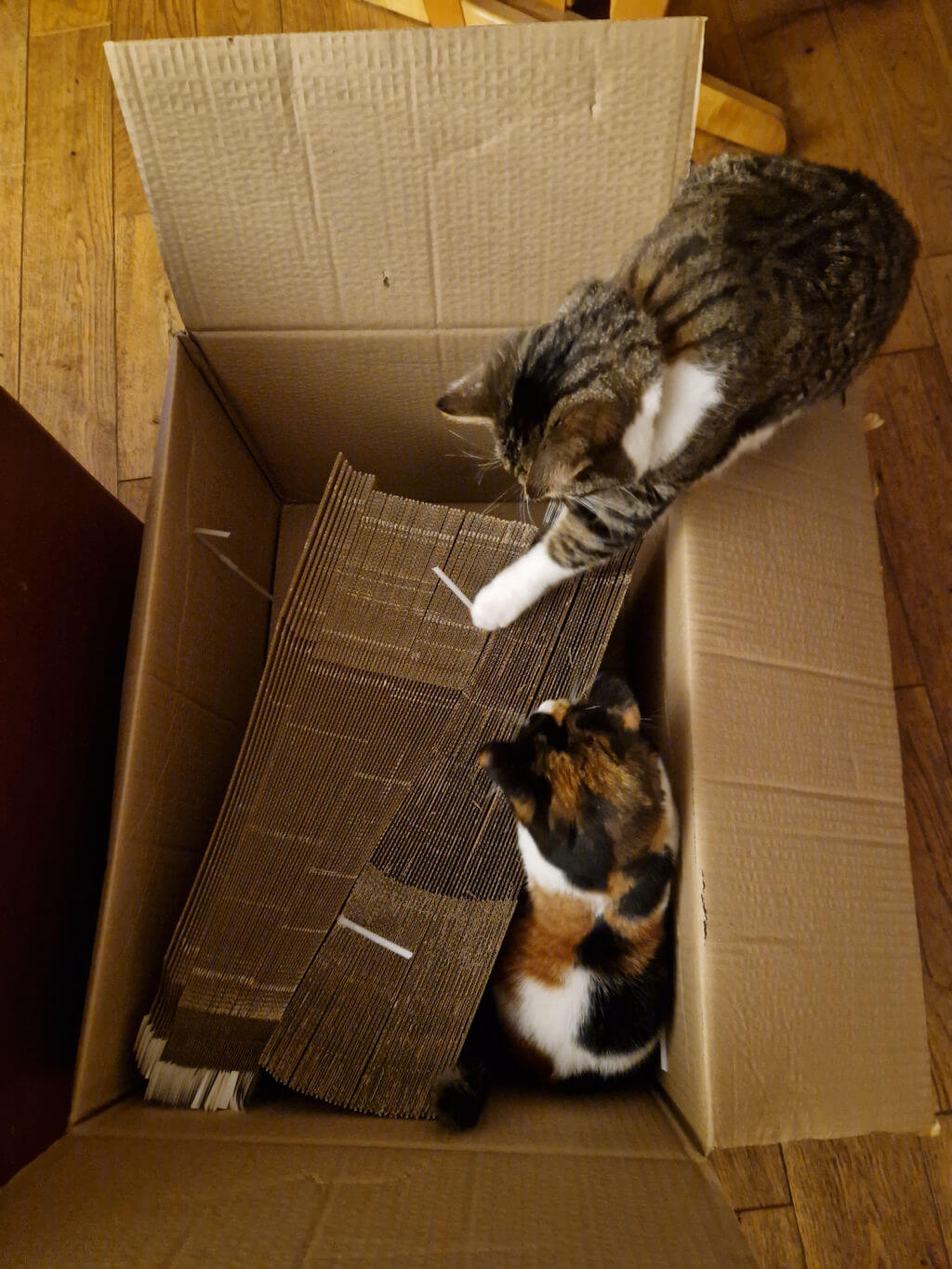 A calico and a tabby and white cat are sitting in a box of cardboard book packaging