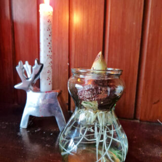 A hyacinth bulb in a glass jar next to an Advent candle in a reindeer-shaped chrome holder. Both are sitting on a wooden mantelpiece