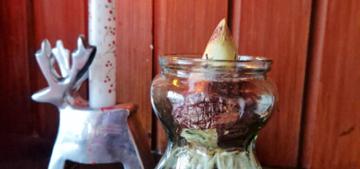 A hyacinth bulb in a glass jar next to an Advent candle in a reindeer-shaped chrome holder. Both are sitting on a wooden mantelpiece