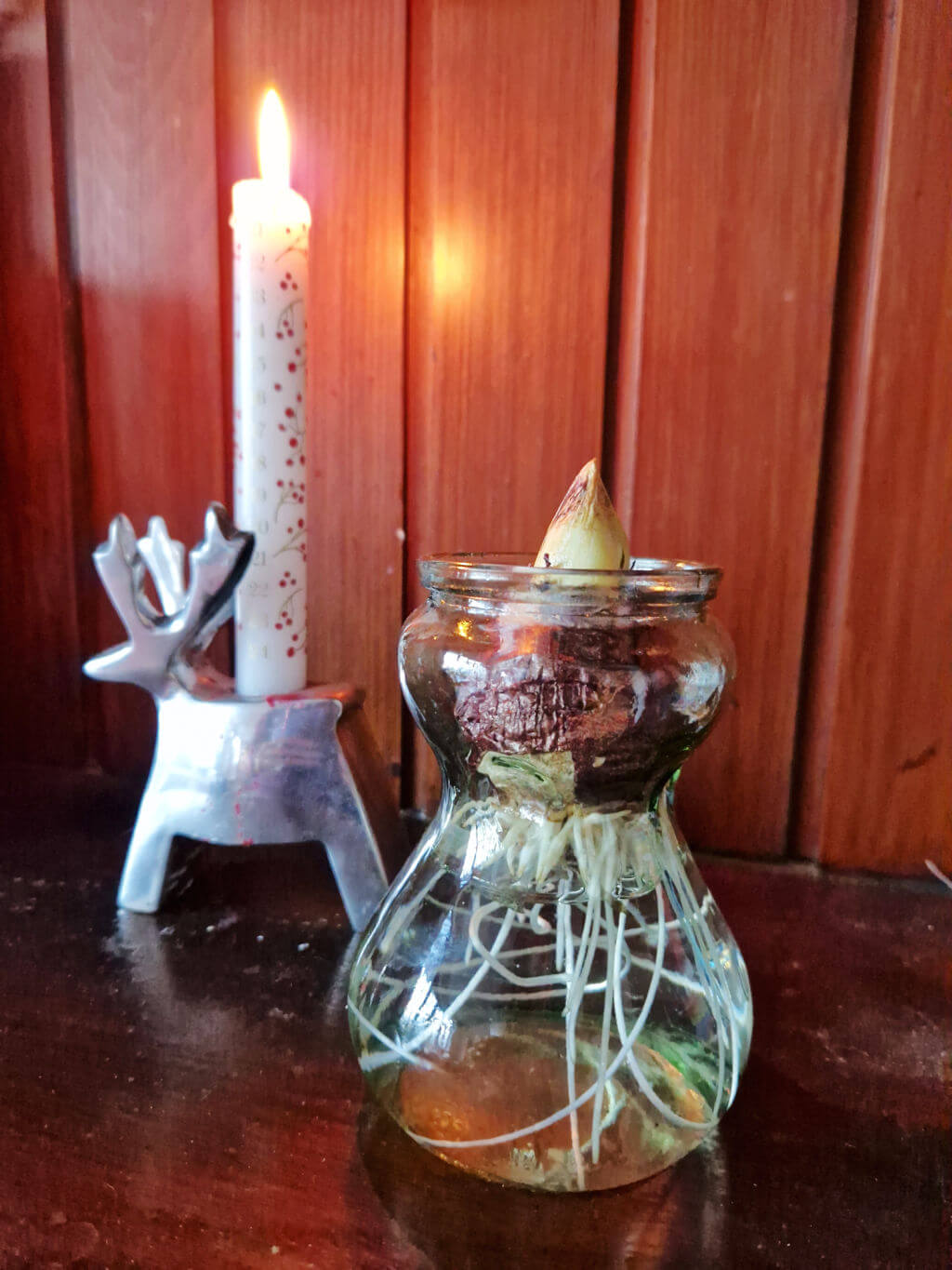 A hyacinth bulb in a glass jar next to an Advent candle in a reindeer-shaped chrome holder. Both are sitting on a wooden mantelpiece