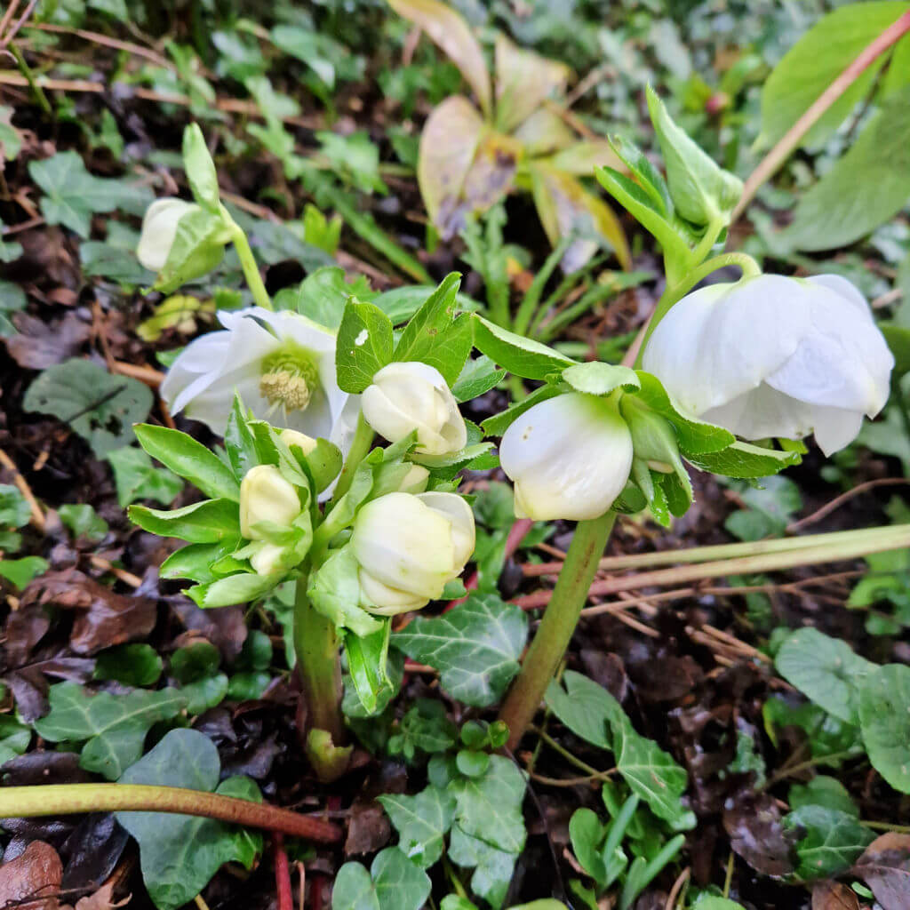 White hellebore flowers nestled in green leaves
