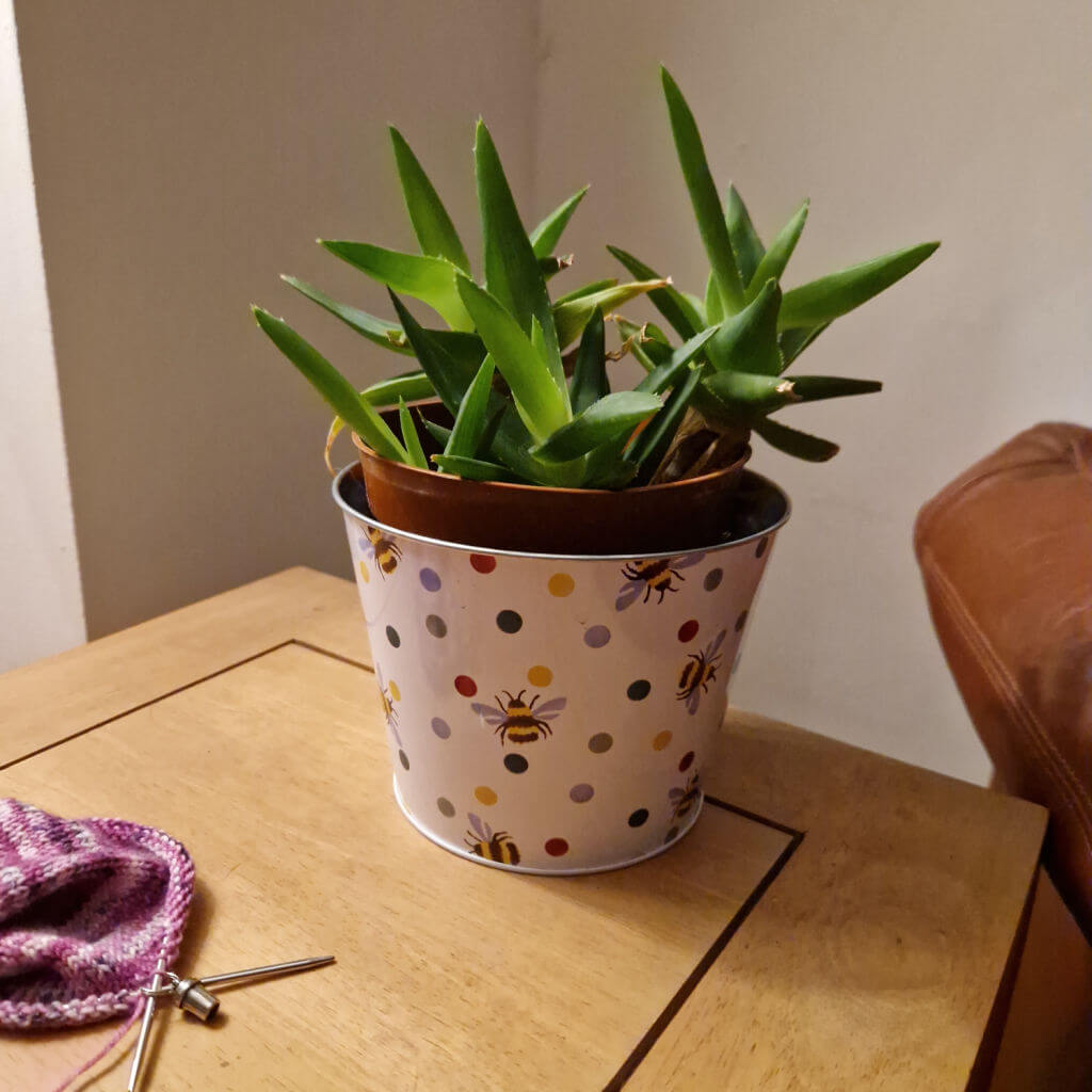 A green succulent plant in a metal planter decorated with spots and bees sits on a wooden coffee table next to a leather armchair, and with a pink partly-knitted sock on the table