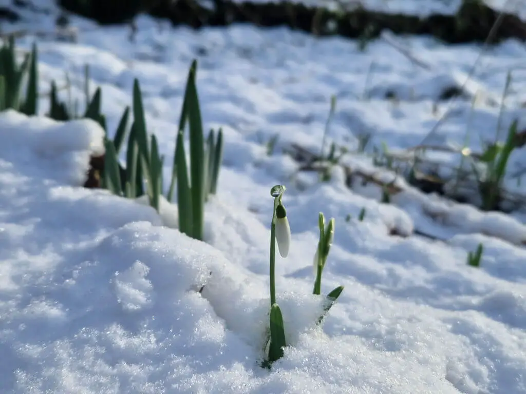 A single snowdrop in bud emerging out of the snow
