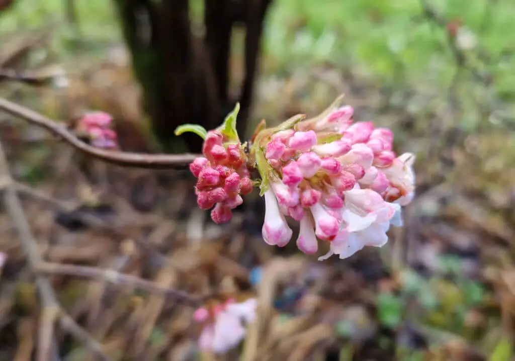 Pink Viburnum bodnantense Dawn flowers on a bare branch