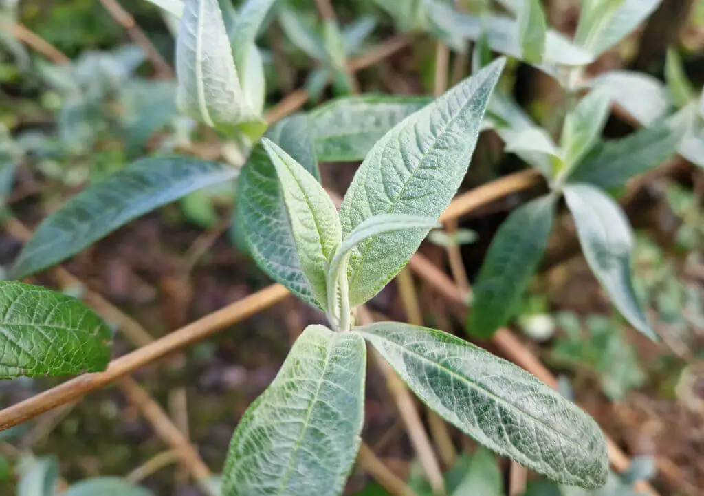 Grey buddleja leaves