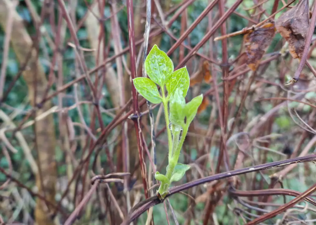 Water droplets on bright green young clematis leaves