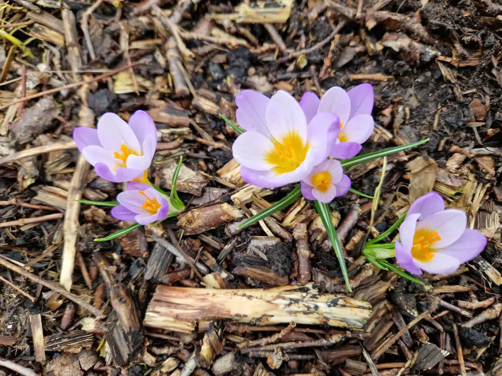 Yellow-centred purple crocus flowers growing between bark chippings