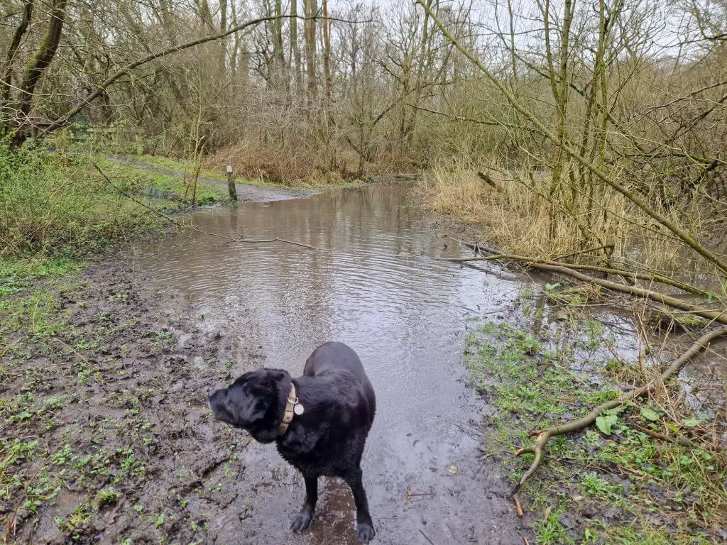 A black dog standing in a pool of water which used to be a footpath