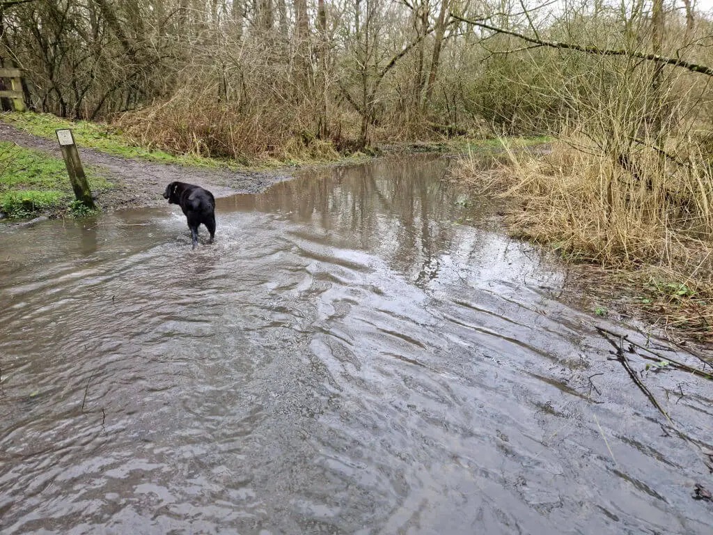 A black dog standing in a pool of water which used to be a footpath