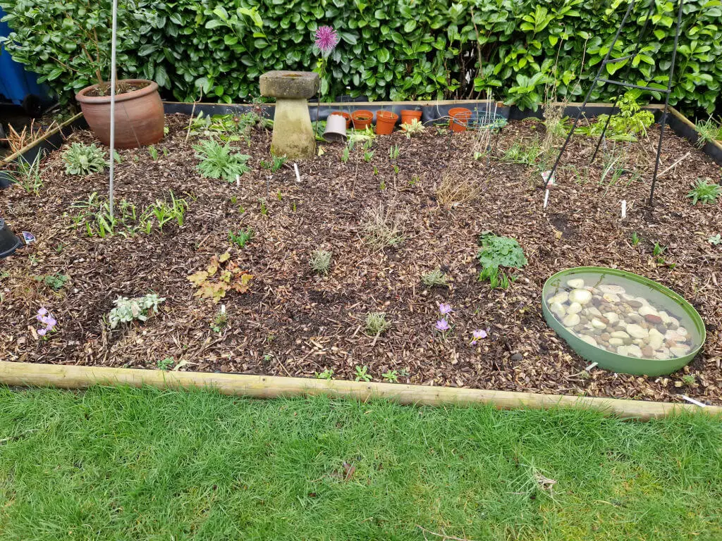 A garden border with plants starting to show