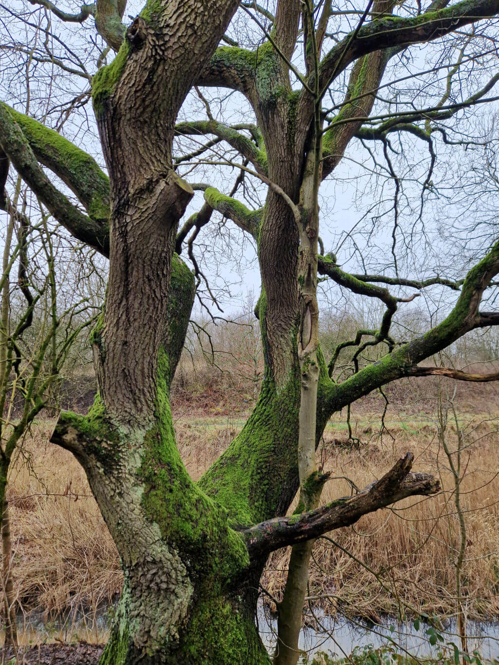 Intertwined trees