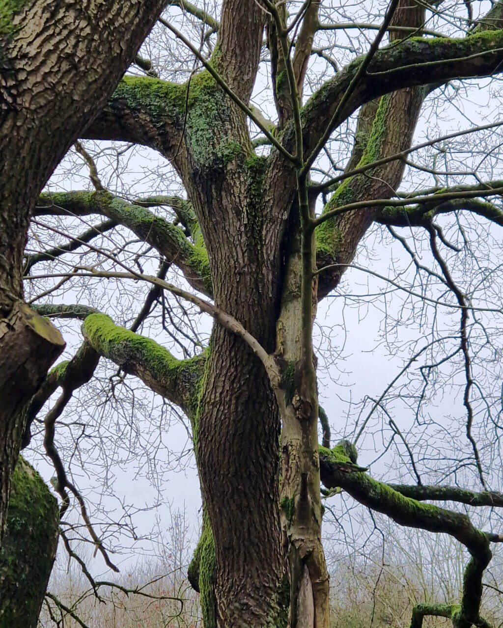 A close up of intertwined trees