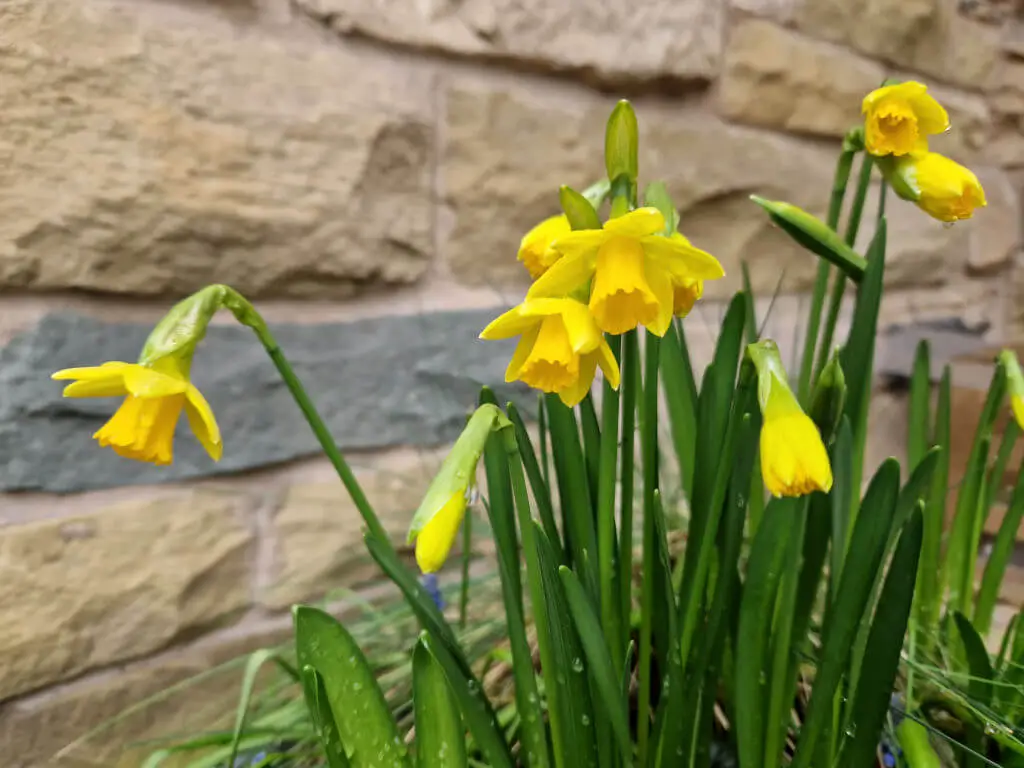 Yellow miniature narcissi in a planter against a stone wall