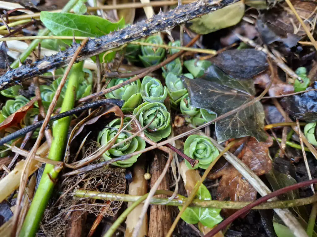 Tightly curled sedum leaves emerging from the ground. They look like tiny cabbages!