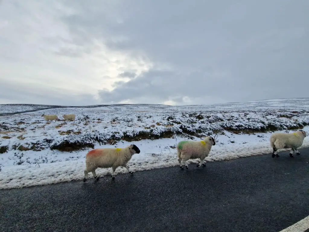 Sheep walking along a road. The moorlands behind are covered in snow.