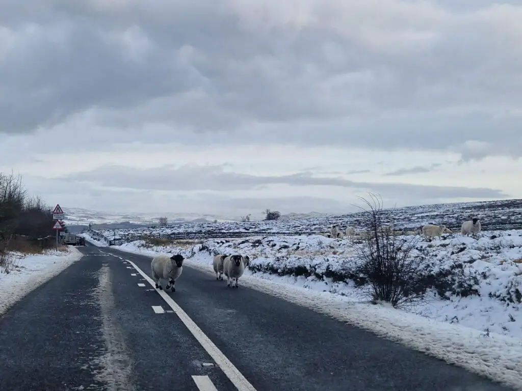 Sheep walking along a road. The moorlands behind are covered in snow.