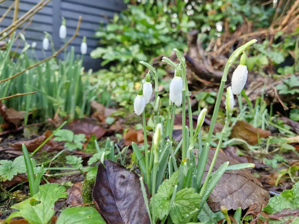 Snowdrops in a garden border