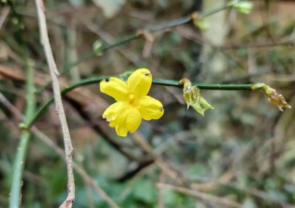 A single yellow Winter Jasmine flower