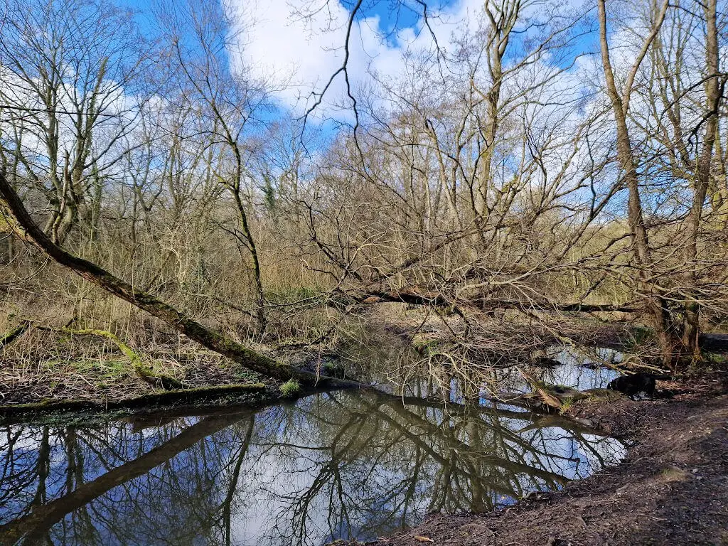 Blue sky and white clouds above and reflected in a pool surrounded by trees