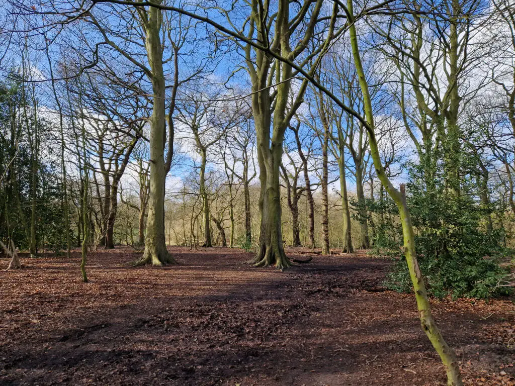 Blue sky and sunshine above bare trees in a woodland