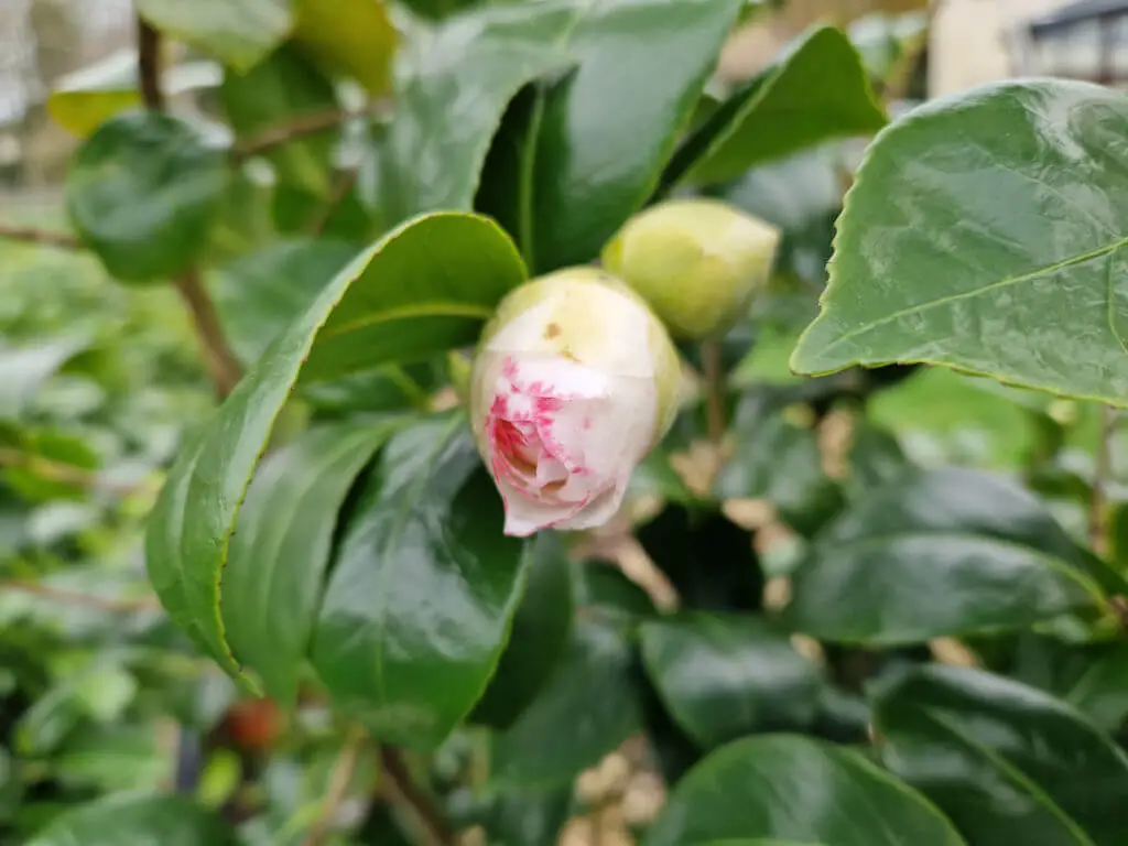 A bud on a camellia plant surrounded by glossy green leaves. The bud is white with pink edges