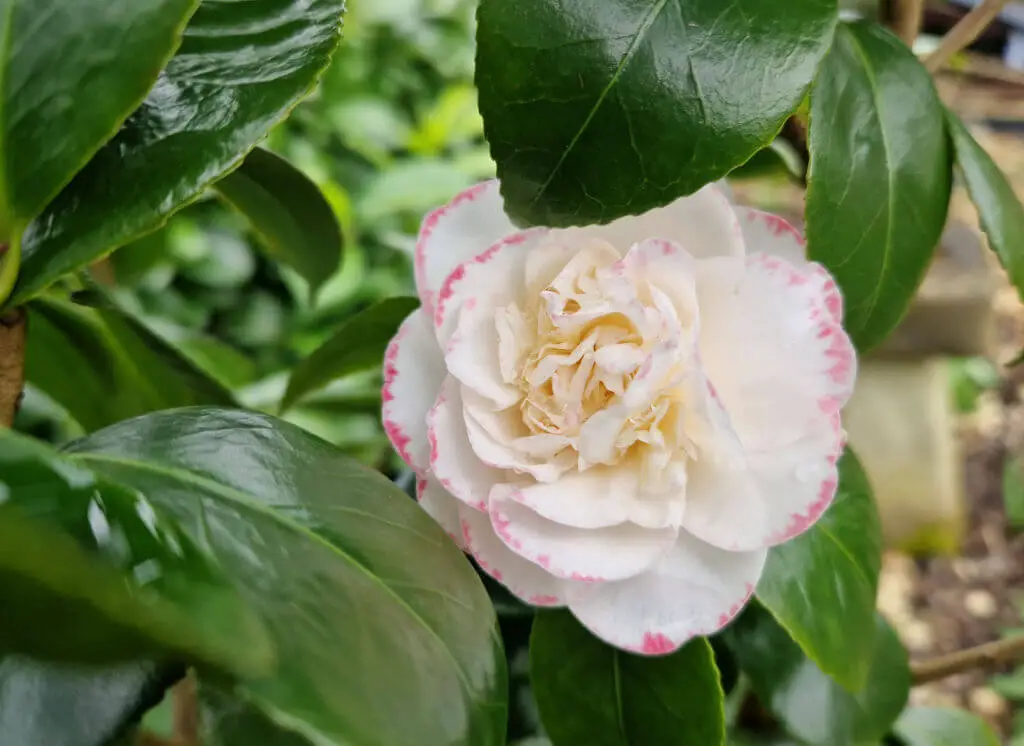 An open camellia flower surrounded by glossy green leaves. The flower is white with pink edges
