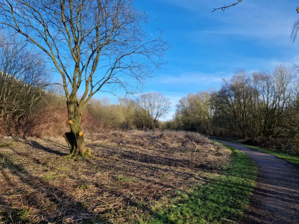 A view across a previously overgrown area next to a footpath. Branches have been cut from a tree