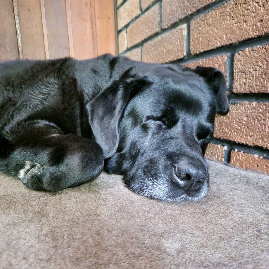 A black dog is sleeping on a grey carpet in a corner next to a wooden wall and a brick wall.