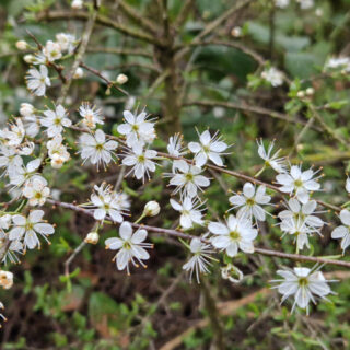 A close up of tiny white blackthorn flowers on a branch