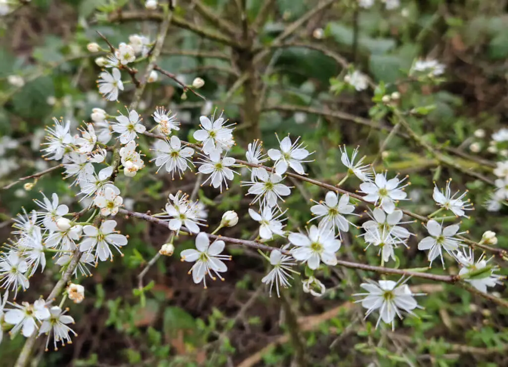 A close up of tiny white blackthorn flowers on a branch