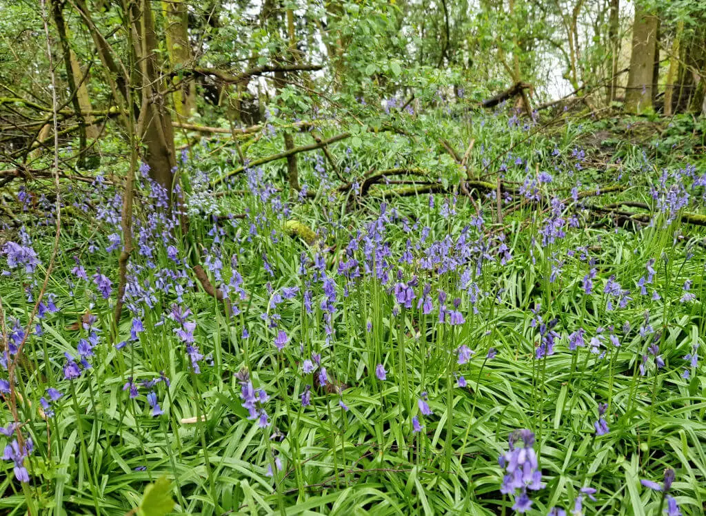 Bluebell flowers in a wood