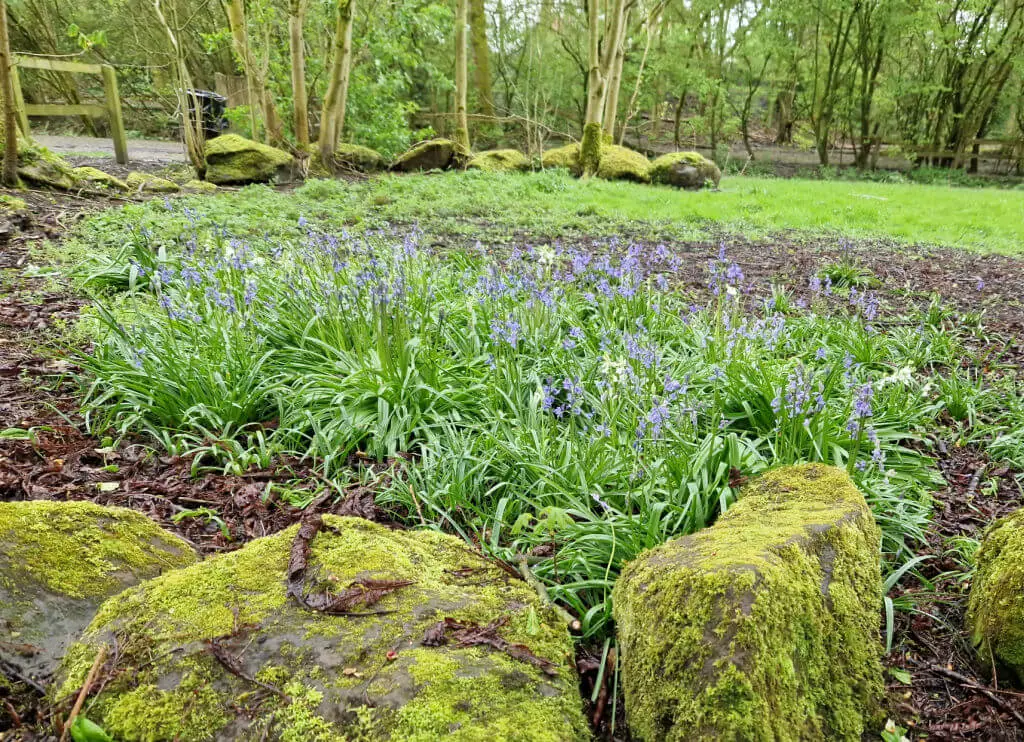 Blue and white variations of bluebells in a park area of a woodland