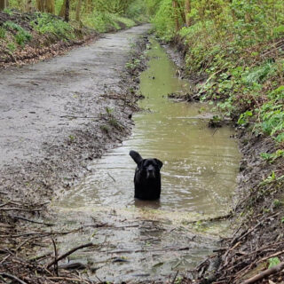 A black dog stands in a water in a muddy ditch in a wood