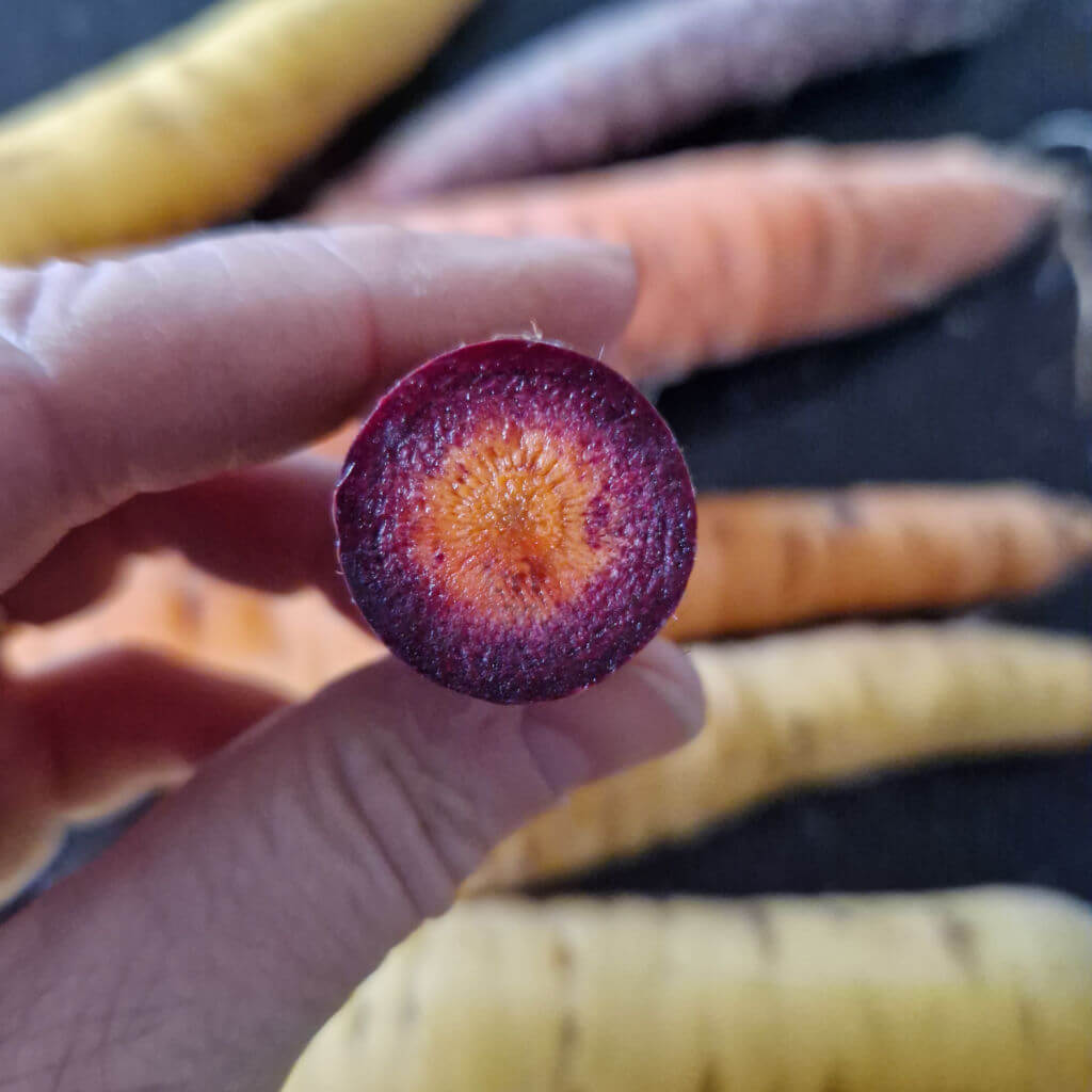 A section through a purple carrot showing that it is orange inside