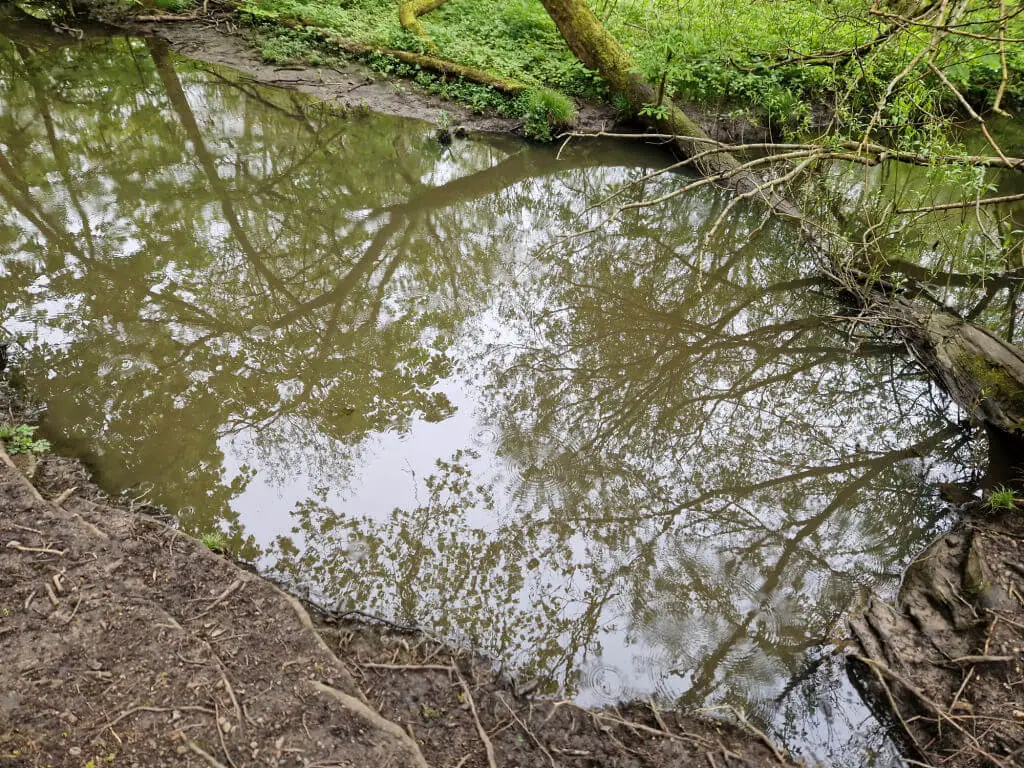 Reflections of trees in a woodland pool. It's raining and you can see the circles in the pool as the raindrops hit the water